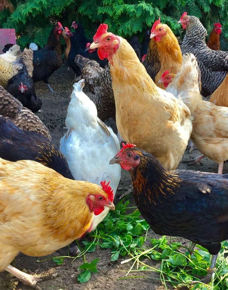 A flock of chickens in a rural poultry yard